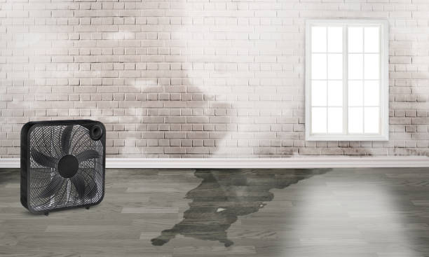 Best Mold removal after water damage  in Macon, GA